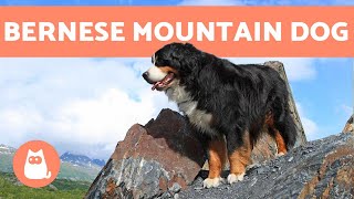 BERNESE MOUNTAIN DOG  Characteristics and Care [upl. by Pesek]