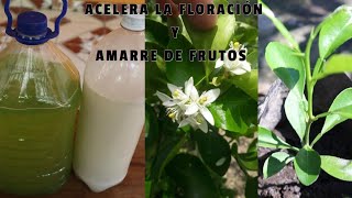 Acelara La FLORACIÓN de tus Árboles Frutales Con Este Abonó hecho en casa 100 ORGÁNICO [upl. by Aihsyak]