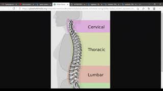 Lordosis Kyphosis Scoliosis [upl. by Meehyr939]