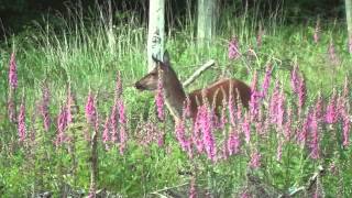 Jagd im Juni  Sommerjagd auf Rotwild Teil 2  Beute machen [upl. by Roldan488]