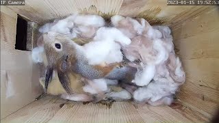 Cute sleepy squirrel snuggled in the nestbox Oleg40 [upl. by Rodina]