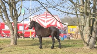 A Woippy les animaux du cirque font déjà leurs numéros [upl. by Xena628]