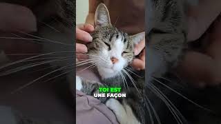 Votre chat miaule aussi le matin  chat chaton cats catslove animaux catshorts catsvideo [upl. by Alano951]