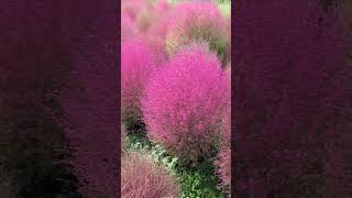 Kochia scoparia Burning Bush Grass [upl. by Siberson511]