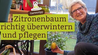 Zitronenbaum richtig überwintern und pflegen [upl. by Millisent]