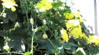 HOW TO GROW LOOFAHS loofas [upl. by Dugan862]