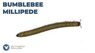 The Bumblebee Millipede is Not Your Average Decomposer [upl. by Nylloc]