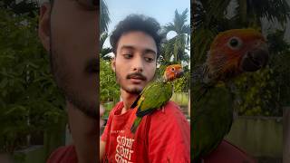 Sunconur hand feed baby price 🦜 mini vlogs with birds sunconure birds birdslover shortvideo [upl. by Cyndie]