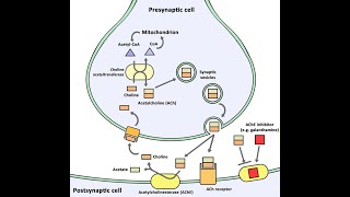 Biosynthesis of Acetylcholine Neurotransmitters  Synthesis Storage Release Function Degradation [upl. by Eidna]