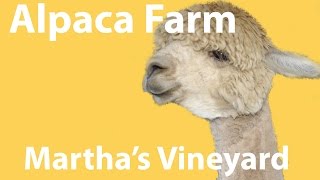 Marthas Vineyard Island Alpaca Farm [upl. by Eralc]