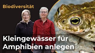 Kleingewässer für Amphibien anlegen [upl. by Spearing815]