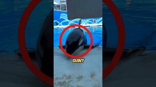 Giant Dolphin Surfaces At Water Park shortsvideo [upl. by Maximilianus]