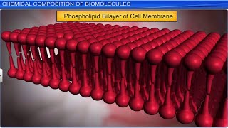 CBSE Class 11 Biology  Biomolecules Part 1  Full Chapter  By Shiksha House [upl. by Eiralam]