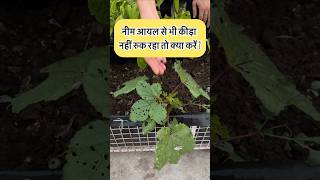 नीम आयल से भी कीड़ा नहीं रुकता तो क्या करें  organicgardening terracegarden kitchengarden [upl. by Samot]