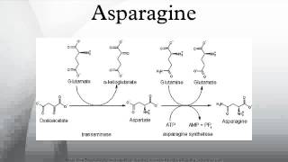 Asparagine [upl. by Enovaj]