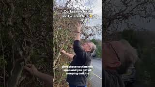 Corylus avellana Contorta twisted Hazel corkscrew Hazel [upl. by Radburn]