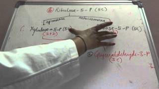 Biochemistry carbohydrate Hexose mono phosphate shuntbiochemistry cyclesmetabolism [upl. by Anielram]