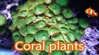 Poissonclown Nemo Fish Palythoa is Plant for Marine Aquarium Colorful Sarcophyton Soft Coral [upl. by Mailiw]