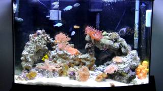 36 Gallon Bow Saltwater Aquarium [upl. by Zink702]