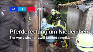 Pferderettung am Niederrhein Tier war zwischen zwei Ställen eingeklemmt  RTL WEST 13112024 [upl. by Keese]