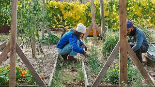 3 Maneras de Calzar Calçots  Despedimos las Tomateras [upl. by Bloem]