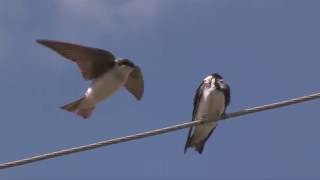 Swallows in Flight amp in SLO MO SquabblingNARRATED [upl. by Htebyram]