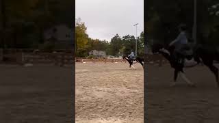 this pony in incredible 😳 equestrian pony poco ponypower [upl. by Jonina]