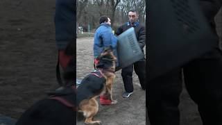 One 🆚️ three attacking intruders Attack of a huge German shepherd GUARDODESSA Dog training [upl. by Airbmak]