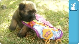 Wheaten Terrier Puppies Play With A Blanket  Puppy Love [upl. by Tavish]