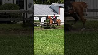 eq did not eat but elroy is unreal🙇‍♀️ horse equestrian saddlebred saddleseat [upl. by Nyletac]