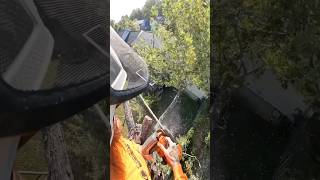 Husqvarna torque is not to be played with… chainsaw tree remove residential [upl. by Yecart]