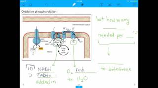 MCAT Question Cellular Respiration [upl. by Brunk386]