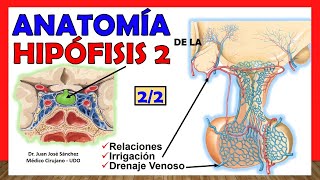 🥇 Anatomía de la HIPÓFISIS 22 Glándula Pituitaria ¡Explicación Sencilla [upl. by Yanej]