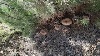 Lactarius Deliciosus  The Orange Edible Milk Mushroom  Season 2021 [upl. by Adelaida126]