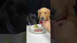 Cute dogs could not wait with abstracted foods asmreating [upl. by Hubing117]