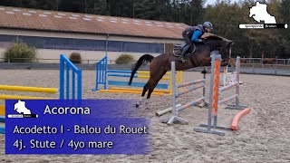 ACORONA  4j St v  4yo mare by Acodetto I  Balou du Rouet [upl. by Agnese]