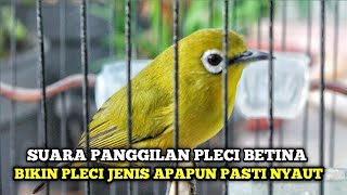 Suara Pleci Betina Bikin Pleci Lain Langsung Nyaut Buka Paruh [upl. by Kcuhc]