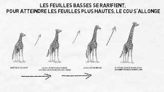 Jean Baptiste Lamarck et le transformisme [upl. by Ahsinrat]