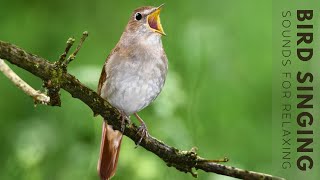 Birds Singing  24 Hour Bird Sounds Relaxation Stress Relief Relaxing Birds Sounds [upl. by Siri960]