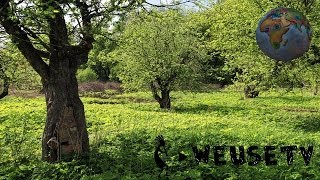 Botanica e giardinaggio  Malattie delle piante da frutto Lorenzo Bonino [upl. by Terry320]