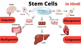 Stem Cells  Hindi   Totipotent  Pluripotent  Multipotent  Oligopotent  Unipotent [upl. by Nottarts]