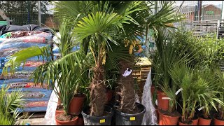 The Largest Palm Tree Purchase in the UK [upl. by Arahsal123]