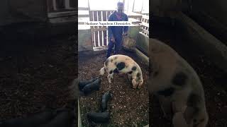 Maintenance days pigpen pigs homesteading piggery farming agriculture farmlife piggies [upl. by Epperson]