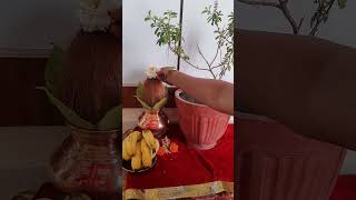 Tulshi vivah puja vidhi 2024तुळशी विवाह कसा करावाtulsi vivah puja vidhidev uthani ekadashi [upl. by Eiramlehcar656]