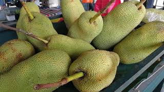 Hybrid Chempedak and Nangka Mantin Negeri Sembilan Malaysia [upl. by Balthasar841]