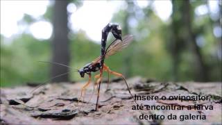 Ichneumonidae Rhyssa e Megarhyssa ovipositando em colebroca [upl. by Karub]