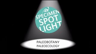 Specimen Spotlight Paleobotany amp Paleoecology [upl. by Joline608]