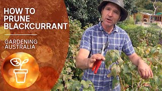 How to prune blackcurrants  Growing fruit and vegies  Gardening Australia [upl. by Ahsirat]