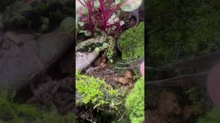 食べ方上手 Triturus marmoratus  Marbled newt マダライモリ shorts shortsvideo shortsfeed [upl. by Ariela]