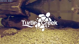 Reeves Turtle  False Map Turtle  Turtle Tank Setup [upl. by Lathan]